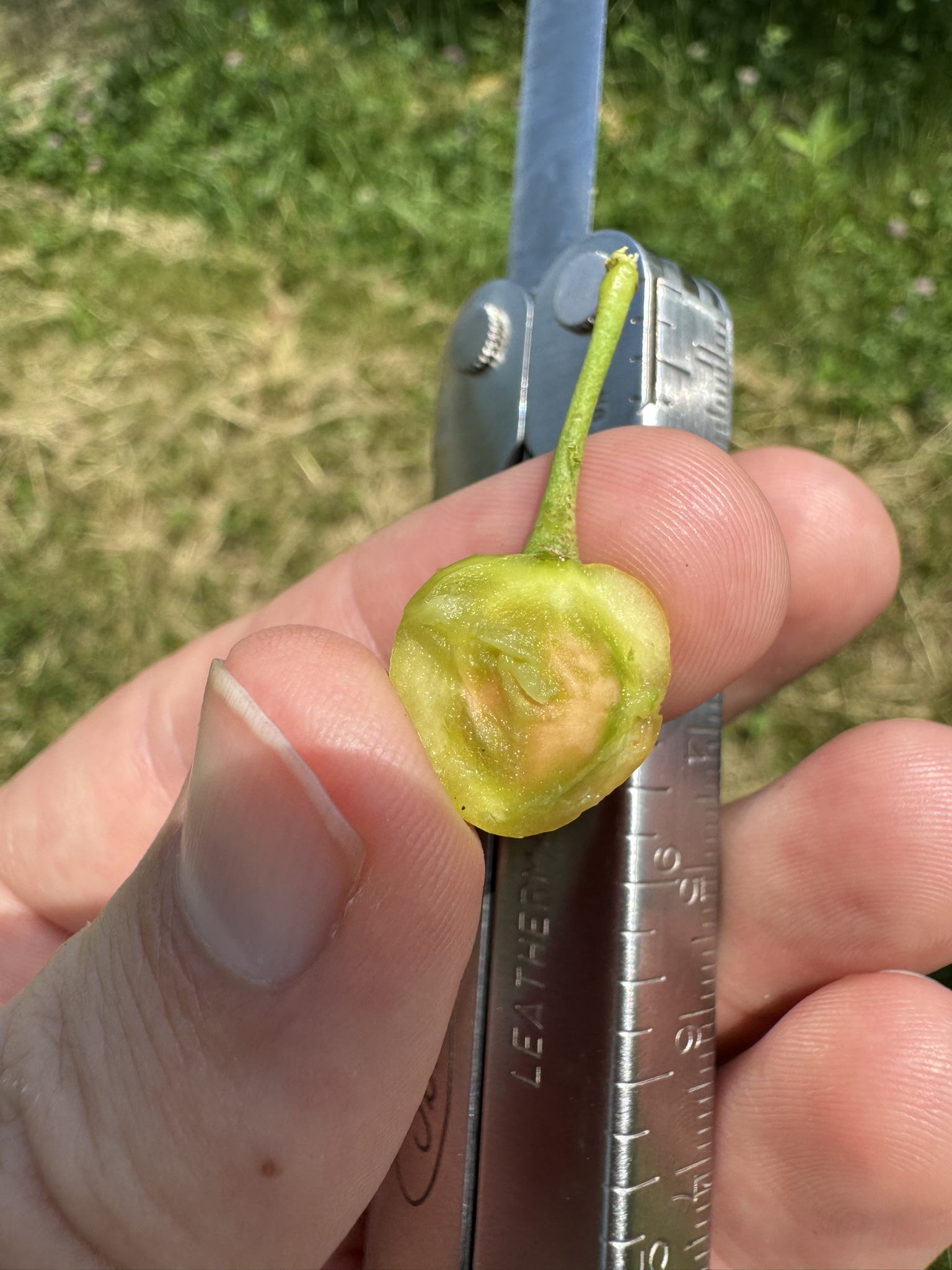 An unripe cherry cut in half with a hardening pit